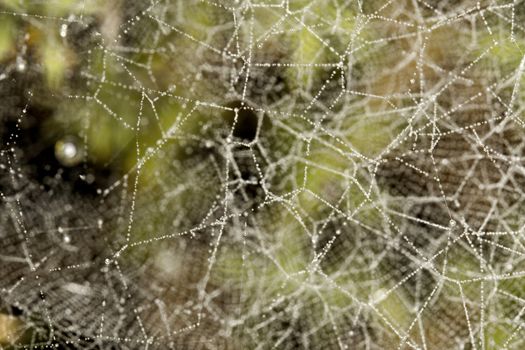 Close up view of some droplets of water on a spider web.