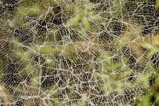 Close up view of some droplets of water on a spider web.