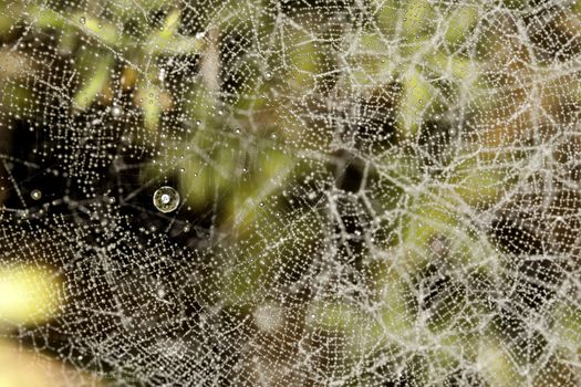 Close up view of some droplets of water on a spider web.