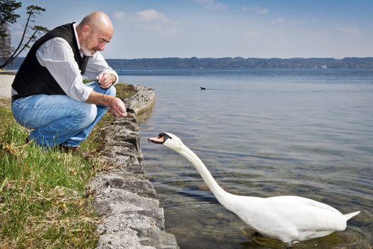 An old man with a grey beard is feeding a white swan at the lake Starnberg in Germany