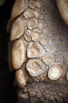 Close up view of the detailed and rough texture of the skin of  a turtle.