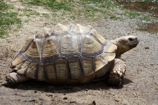 Close up view of a tortoise turtle walking on the ground.