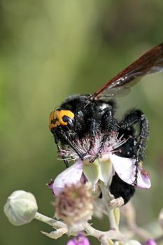 Close up view of a European (Megascolia Maculata Flavifrons) Mammoth Wasp feeding on a flower.