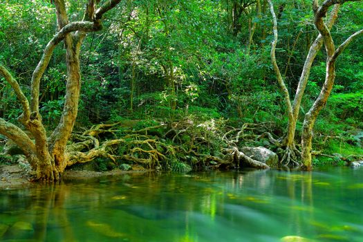 jungle