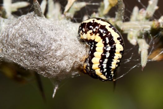 Close up view of a black and yellow caterpillar creating silk.