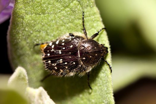 Close up view of a beetle on a green leaf.