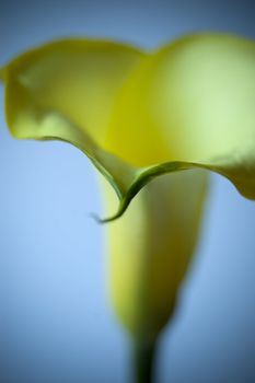 Close up of a yellow calla isolated on white