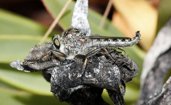 Macro view of a robber fly on top of a dried plant.