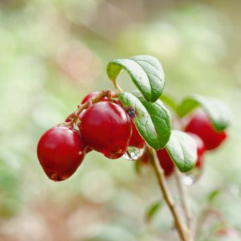 Cowberry. A cowberry on a green vegetative background in wood.