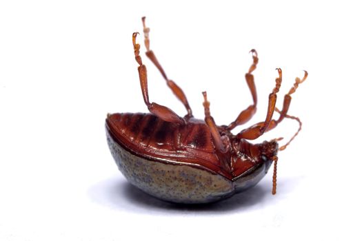 Close up view of a beetle bug flipped over isolated on a white background.