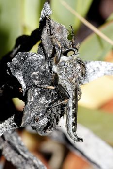 Macro view of a robber fly on top of a dried plant.