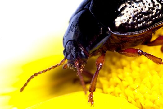 Close up view of a beetle bug named Chrysolina Bankii.