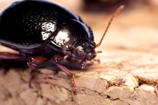 Close up view of a beetle bug named Chrysolina Bankii.