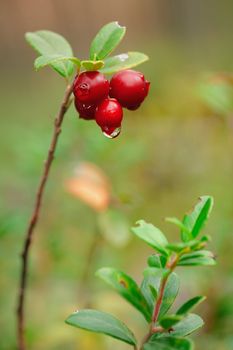 Cowberry. A cowberry on a green vegetative background in wood.