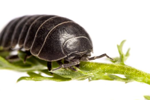 Close up view of a common woodlice bug isolated on a white background.