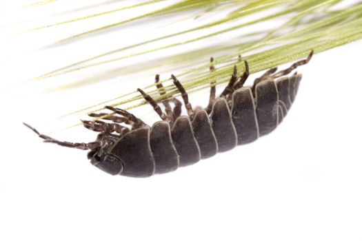 Close up view of a common woodlice bug isolated on a white background.