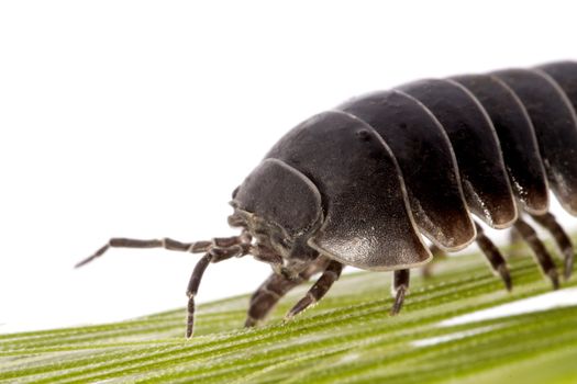 Close up view of a common woodlice bug isolated on a white background.