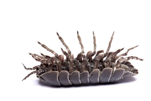 Close up view of a common woodlice bug isolated on a white background.