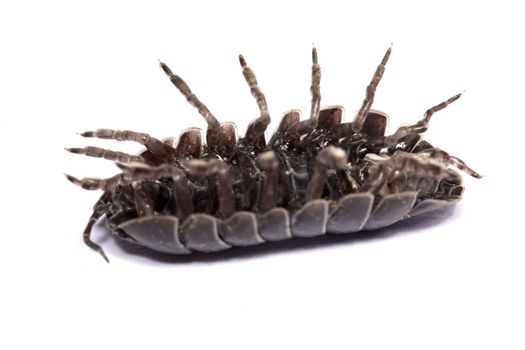 Close up view of a common woodlice bug isolated on a white background.