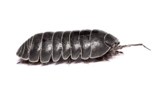 Close up view of a common woodlice bug isolated on a white background.