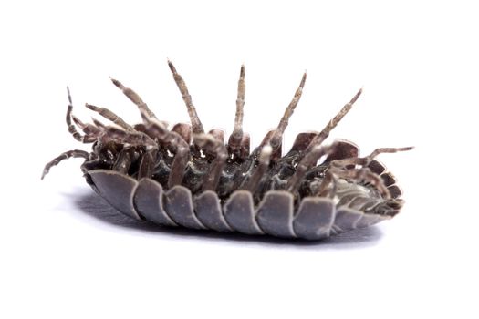 Close up view of a common woodlice bug isolated on a white background.