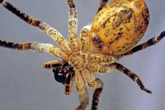 Macro view of the belly of a wolf-spider.