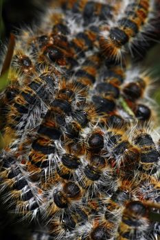 Swarm of many tent-caterpillars usually found on pine trees at a specific time of the year.