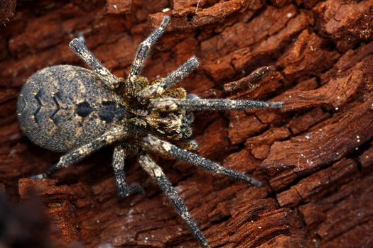 Macro view of a wolf-spider isolated on a piece of rotten wood.