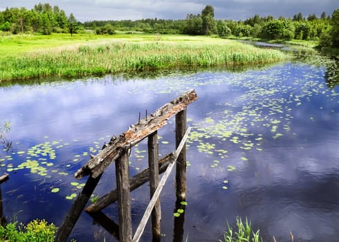 Piles of the old bridge on the marshy river