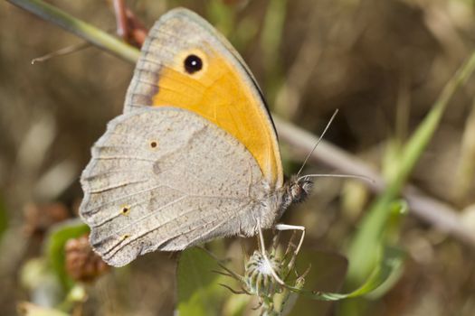 Close up view of a Southern Gatekeeper (Pyronia cecilia) butterfly.