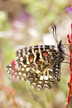 Close up view of a Spanish festoon butterfly (Zerynthia rumina) butterfly.