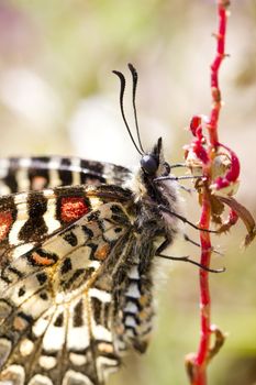 Close up view of a Southern Spanish festoon butterfly (Zerynthia rumina) butterfly.