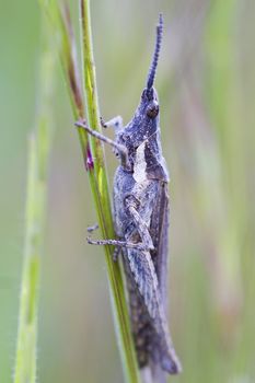 Close up view of a grasshopper (Pyrgomorpha conica) on a leaf.