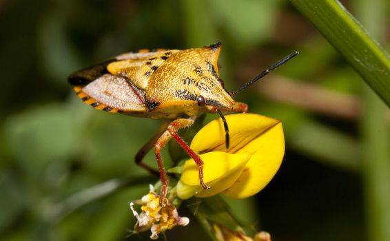 Close view of a orange common shield bug crawling up a flower.