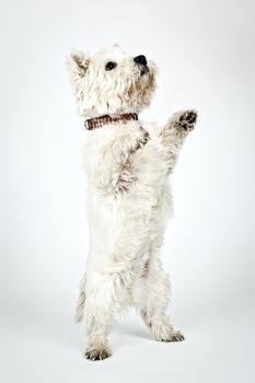 An image of a nice white Terrier