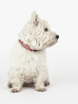 A nice white Terrier is looking to the right side