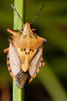 Close view of a orange common shield bug crawling up a grass leaf.