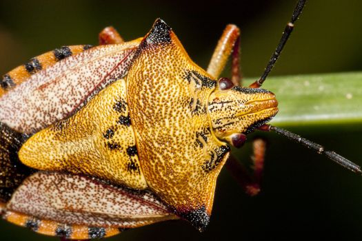 Close view of a orange common shield bug crawling up a grass leaf.