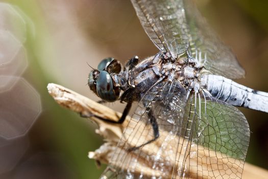 Close up view of a keeled skimmer dragonfly sitting on a branch.