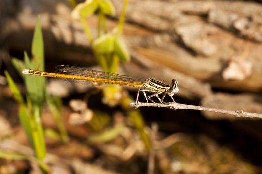 Close up view of a beautiful Damselfly insect hanging on a plant.