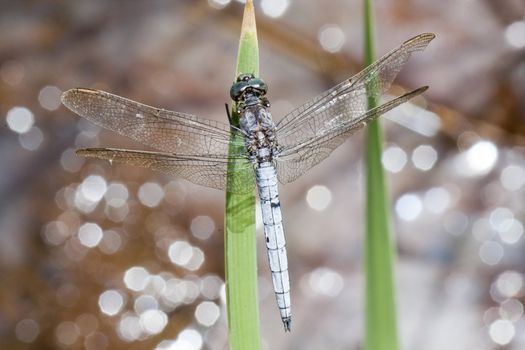 Close up view of a keeled skimmer dragonfly sitting on a leaf.