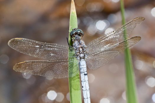 Close up view of a keeled skimmer dragonfly sitting on a leaf.