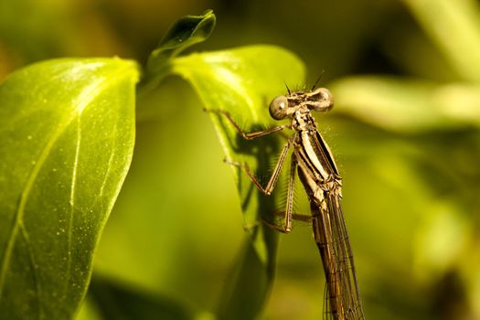 Close up view of a beautiful Damselfly insect hanging on a plant.