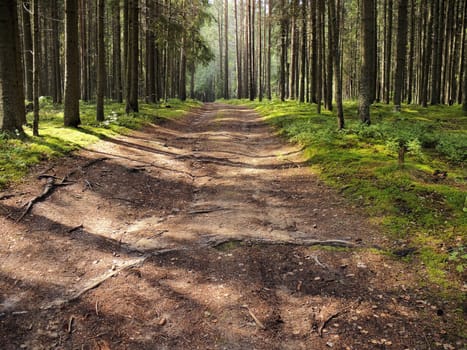 Road through a fir forest shined with sun beams
