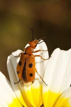 Close up view of a bright orange beetle bug (Leptopalpus rostratus) on a flower.