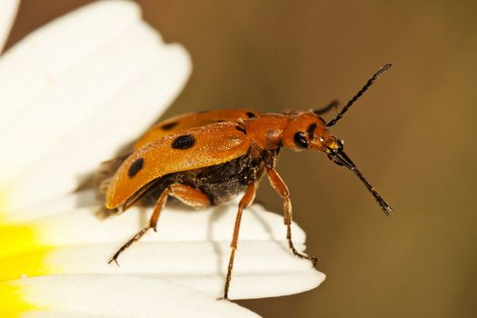 Close up view of a bright orange beetle bug (Leptopalpus rostratus) on a flower.