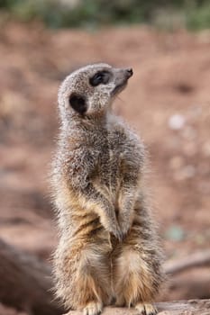 Meerkat Suricata suricatta