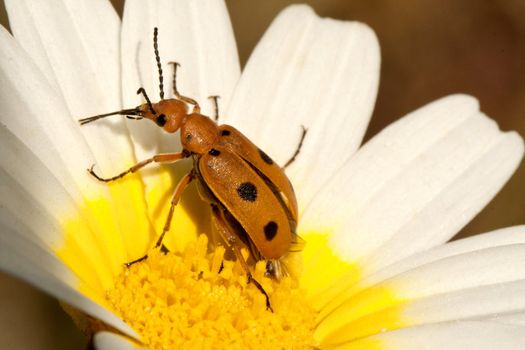 Close up view of a bright orange beetle bug (Leptopalpus rostratus) on a flower.