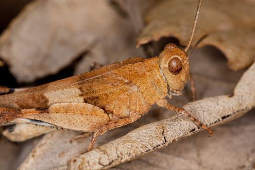 Close up view of a blue-winged grasshopper on a bunch of leafs.