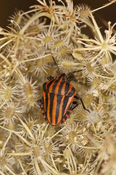 Close up view of a striped red and black shield bug on a dry plant.